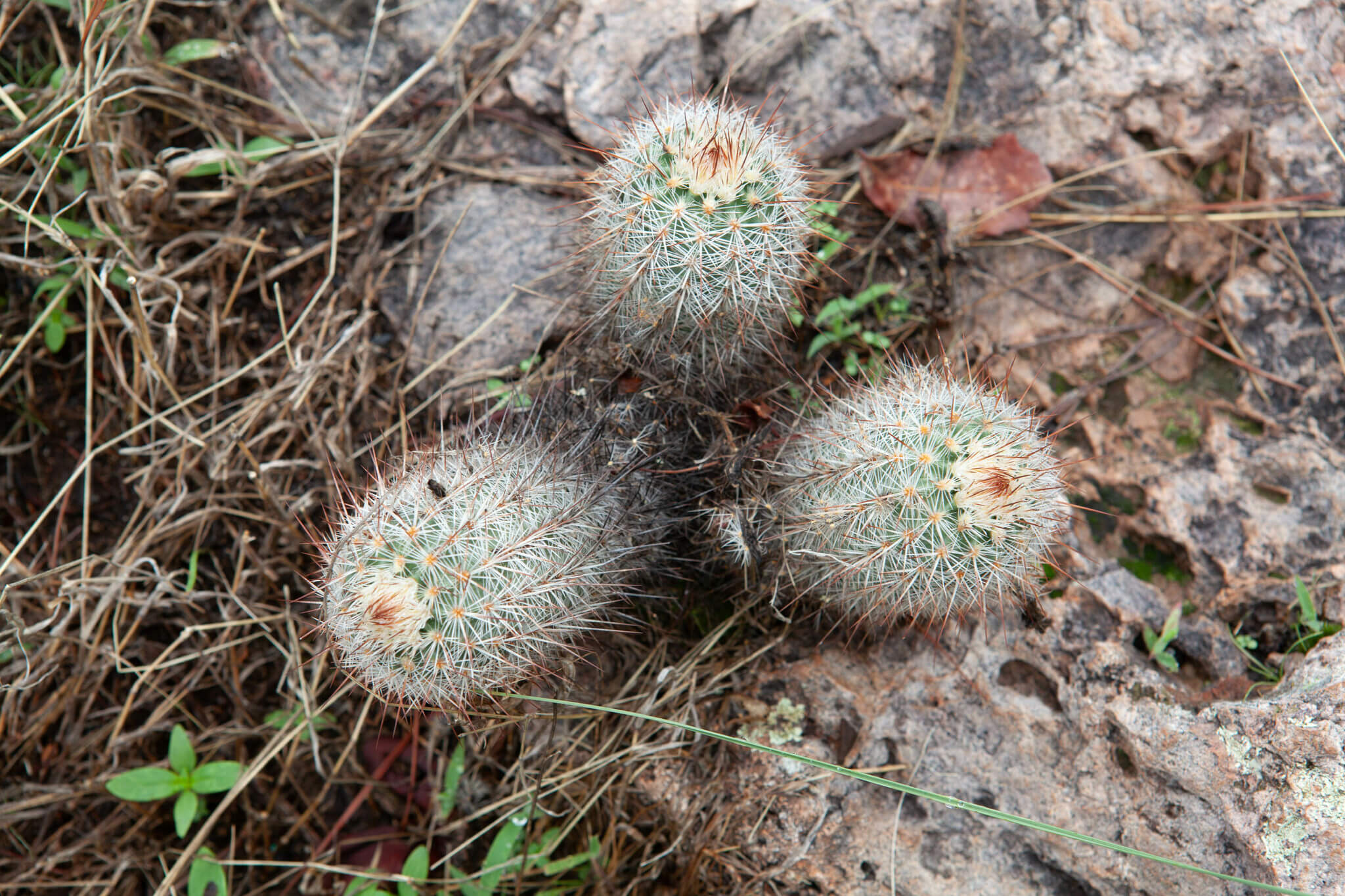 Echinocereus lauii
